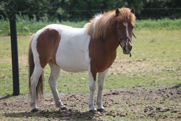Billede