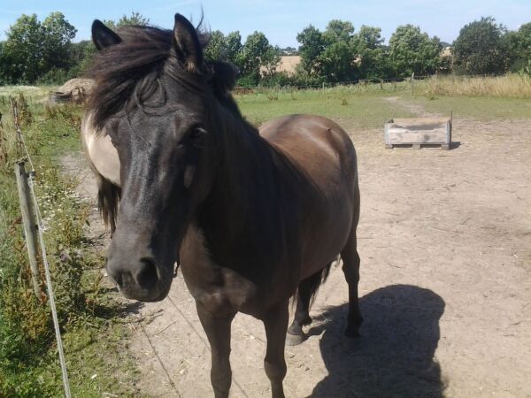Billede