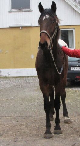 Billede