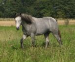 Billede