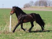 Billede
