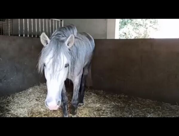 Billede