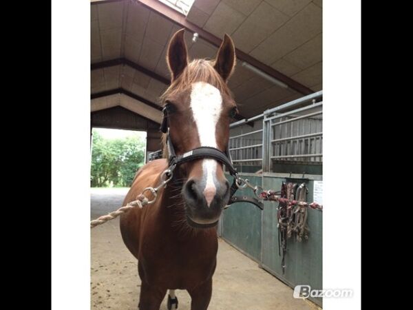 Billede