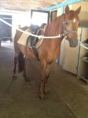 Billede