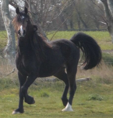 Billede