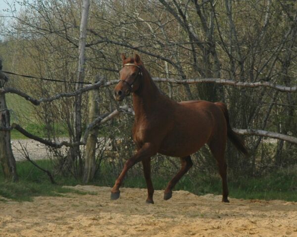 Billede