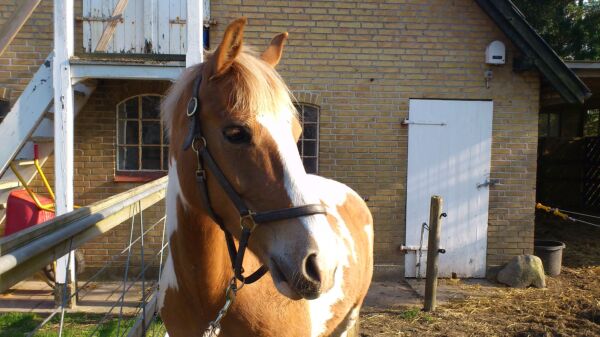 Billede
