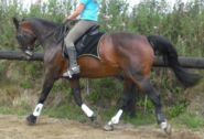 Billede