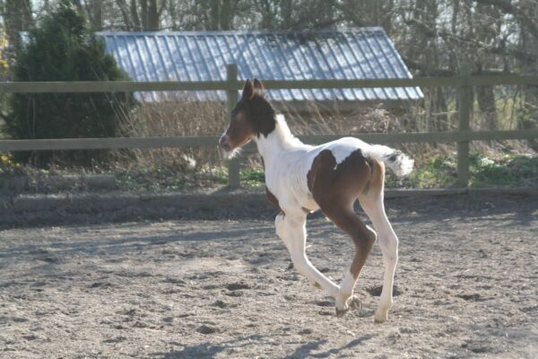 Billede