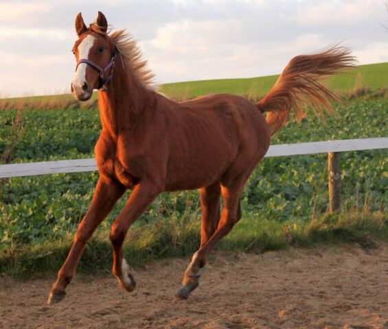 Billede