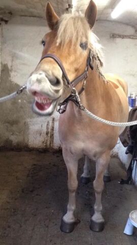 Billede