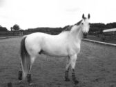 Billede