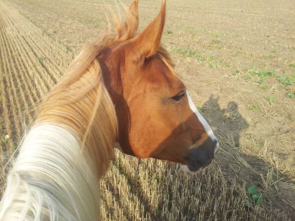 Billede