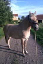 Billede