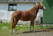 Billede