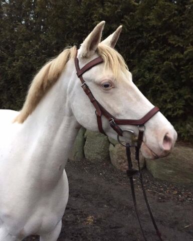 Billede