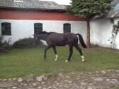 Billede