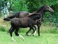 Billede