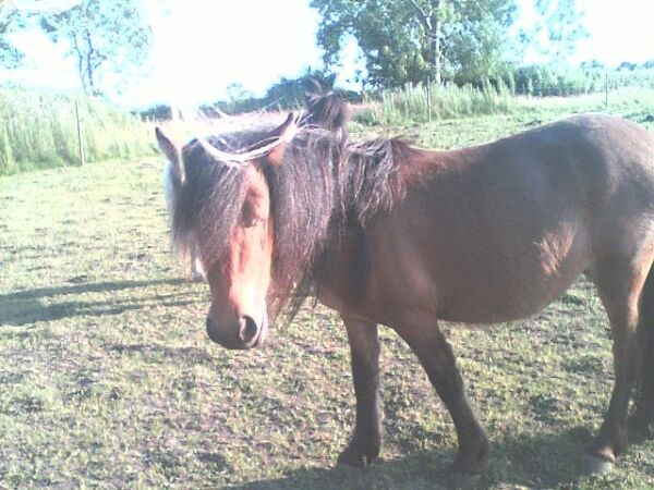 Billede