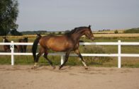 Billede