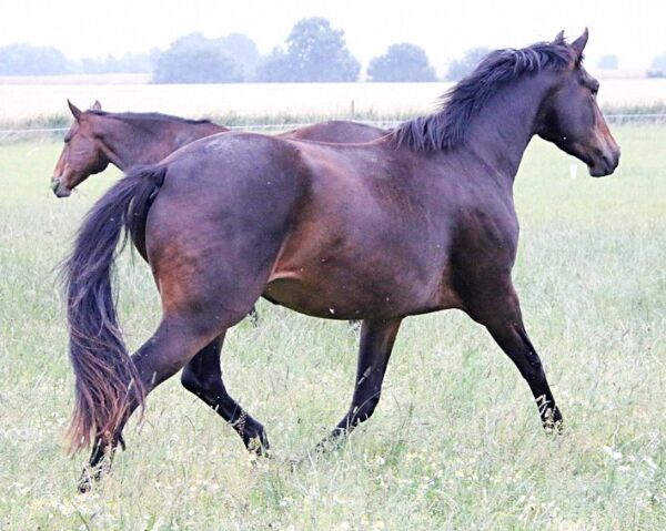 Billede