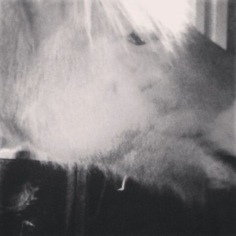 Billede