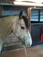 Billede