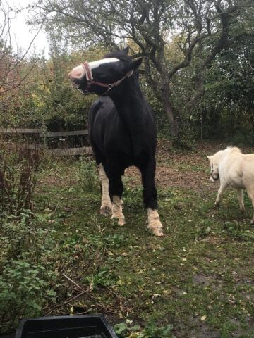 Billede