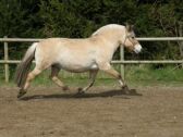 Billede