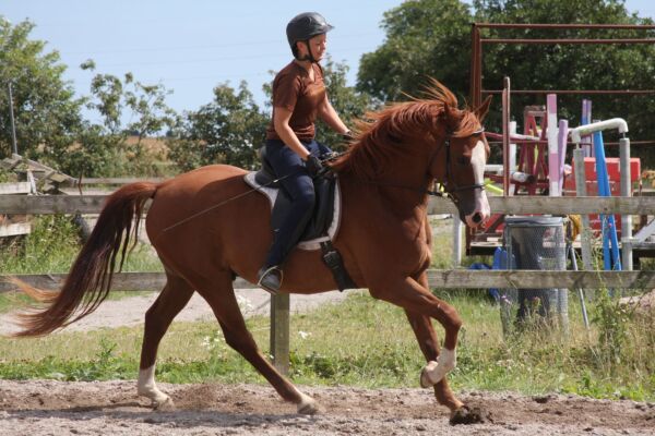 Billede