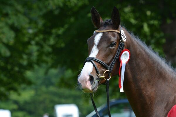 Billede