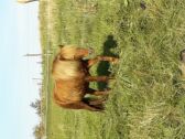 Billede