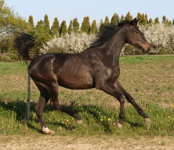 Billede
