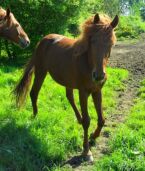 Billede