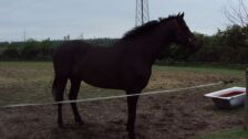 Billede