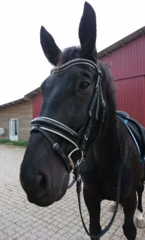 Billede