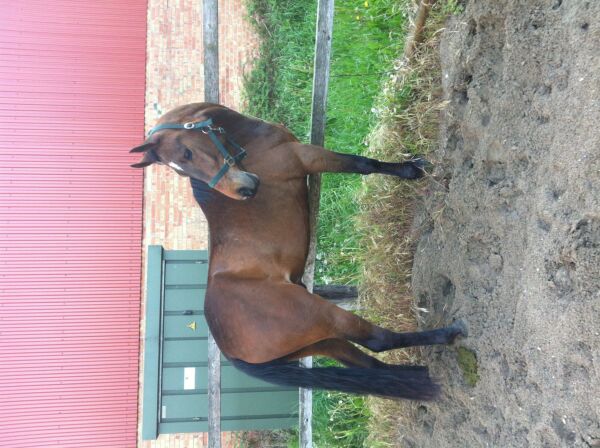 Billede