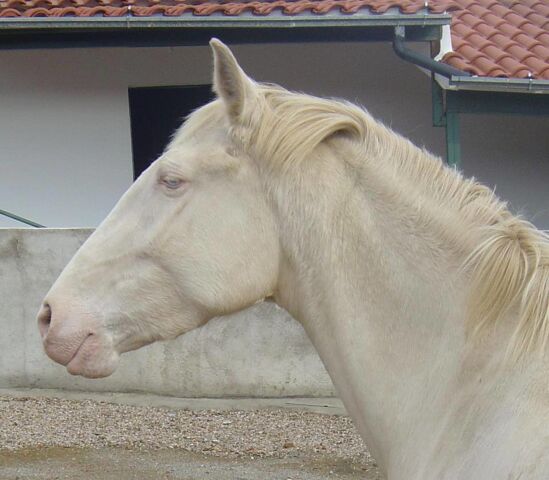 Billede