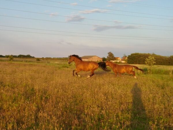 Billede