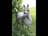 Billede