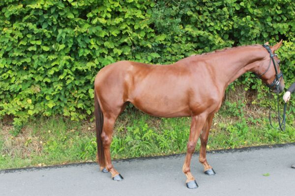 Billede