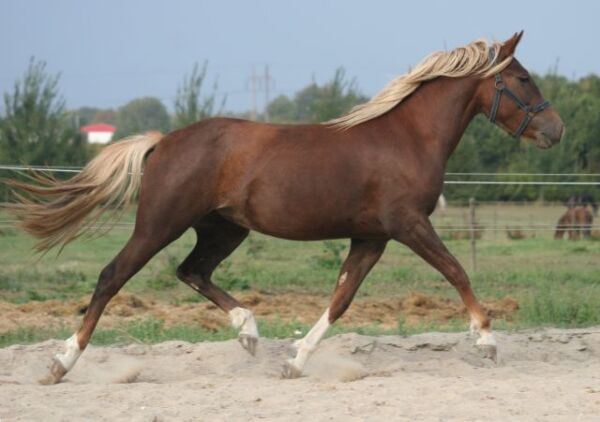 Billede