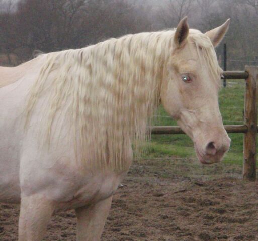 Billede