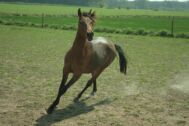Billede
