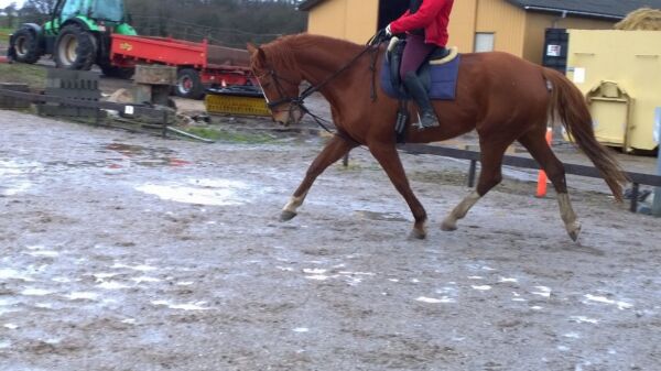 Billede