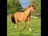 Billede