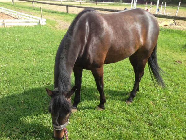 Billede
