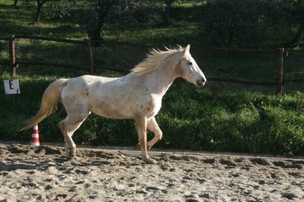 Billede