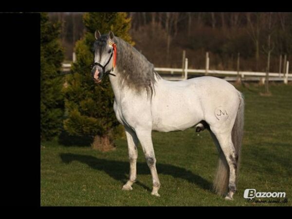 Billede