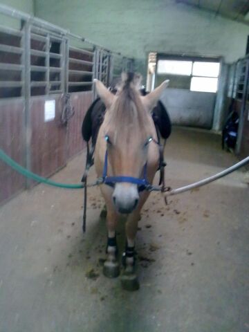 Billede